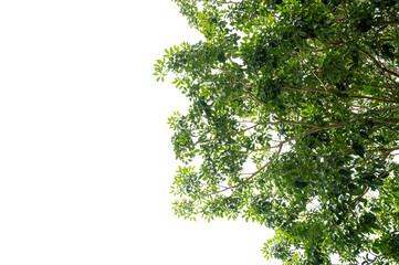 New green leaves on a  branch. Young fresh foliage of tree. Set of isolated object on a white background. Spring time