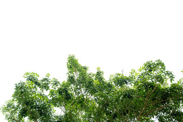 Green Tree Branch Canopy with Fresh Leaves Transparent PNG for Nature and Eco Design