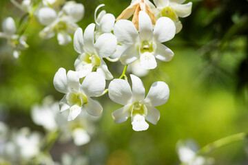 Close up of Orchid flowers