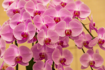 Close up of Orchid flowers