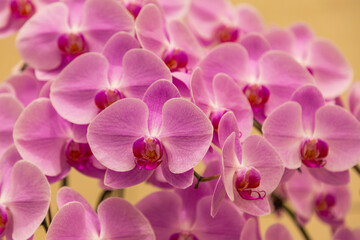 Close up of Orchid flowers