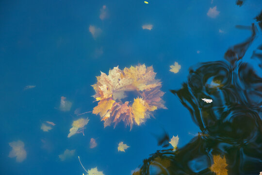 Wreath of yellow maple leaves floats in a pond. Fall leaves in dark blue water. Autumn mood landscape. Seasonal atmosphere photography. Top view. - Powered by Adobe