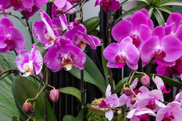 Close up of Orchid flowers