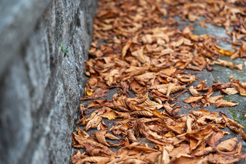 Close-up of autumn leaves on the street ground