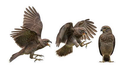 Obraz premium Majestic Hawks in Flight - A Trio of Avian Predators Captured.