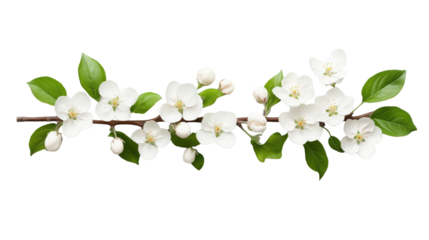Spring Apple Blossom Branch on Transparent Background
