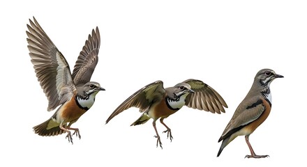 Fototapeta premium Three Whinchat Birds in Different Poses on White Background.