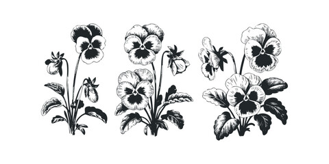 Black and white ink drawings of pansy flowers with leaves