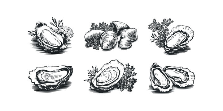 Set of six hand-drawn oyster illustrations with herbs