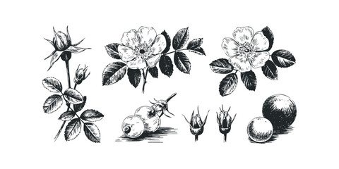 Botanical Drawing of Rose Hip Flowers and Berries