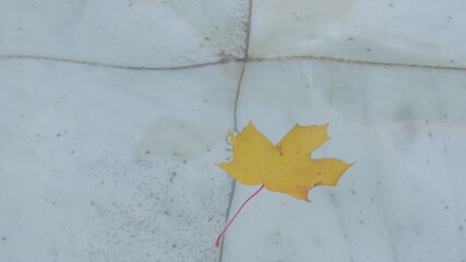 Yellow autumn leaf gracefully dances on water surface, camera performs a smooth zoom in capturing motion. Yellow autumn leaf dance on water surface 