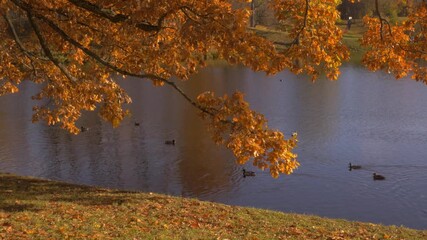 Autumn scene transitions with vibrant orange leaves framing tranquil lake, showcasing ducks swimming, camera pans across the serene landscape. Autumn concept. Duck farm concept