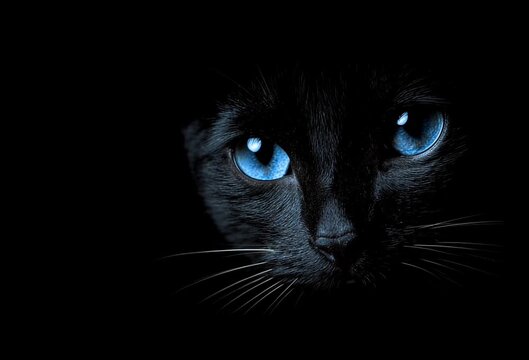 A portrait of a black cat with bright blue eyes against a black background. A close-up of a black cat against a dark background with space for text. Advertisement for a pet store and veterinary clinic