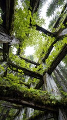 Fototapeta premium Crumbling concrete structure entwined with vibrant green leaves, view looking up at sky
