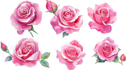 Naklejka premium watercolor set of pink roses flowers