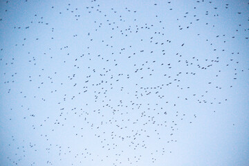 Flock of birds flying in the blue sky. A group of birds flying gracefully across a clear blue sky. The image captures the feeling of freedom, movement, and harmony with nature. Ideal for concepts rela