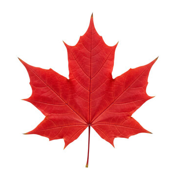 Single red maple leaf isolated on transparent background, showing its vibrant color