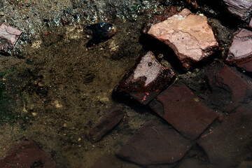 Reddish stones on wet sand and puddle of water in the sun