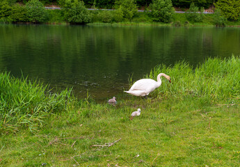 White swan bending its neck among green reeds, watching its young chicks swim beside. Serene wildlife moment showing gentle nature connection and maternal instinct.