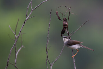  A small, vibrant Grey breasted Prinia perched on a dry twig , set against a soft, muted green purple natural background.
