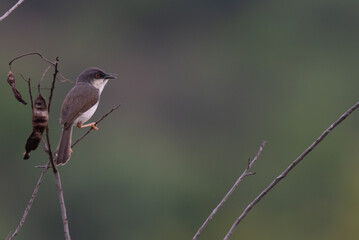  A small, vibrant Grey breasted Prinia perched on a dry twig , set against a soft, muted green purple natural background.