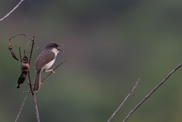  A small, vibrant Grey breasted Prinia perched on a dry twig with its beak open, set against a soft, muted green purple natural background.