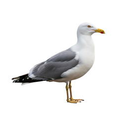 European herring gull standing isolated on transparent background, larus argentatus species