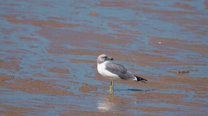 Black-tailed Gull Standing on a Wet Sand Flat at Chaeseokgang Coast