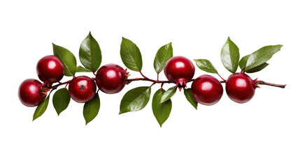 Red fruit branch with glossy leaves on Transparent Background