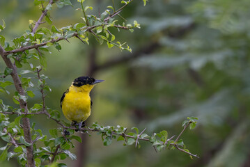 A vibrant yellow and black Common iora perched gracefully on a slender branch against a soft green background.