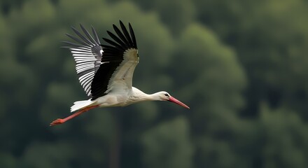 Obraz premium Elegant white stork gracefully flying with outstretched wings against lush green forest background showcasing wildlife and nature beauty