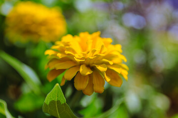 ヒャクニチソウの花2ー69