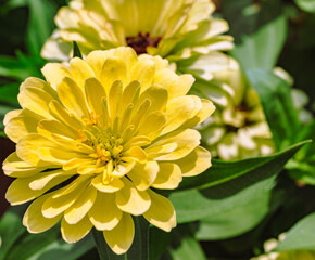 ヒャクニチソウの花2ー67