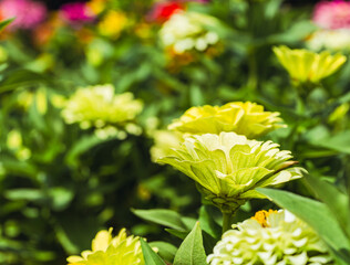 ヒャクニチソウの花2ー57