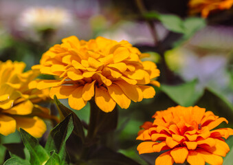 ヒャクニチソウの花2ー54