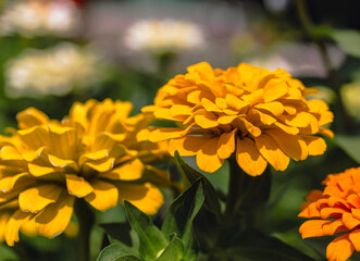 ヒャクニチソウの花2ー63