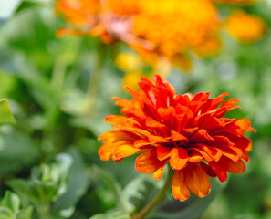 ヒャクニチソウの花2ー52