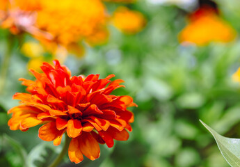 ヒャクニチソウの花2ー50