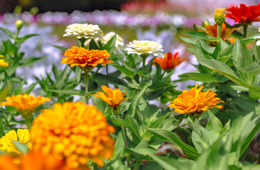 ヒャクニチソウの花2ー46