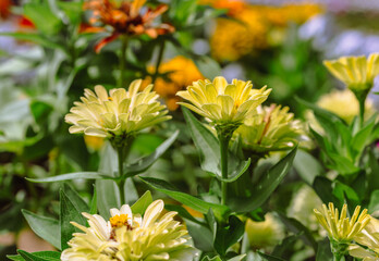 ヒャクニチソウの花2ー41