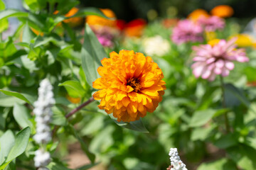 ヒャクニチソウの花2ー37