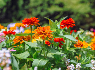 ヒャクニチソウの花2ー36