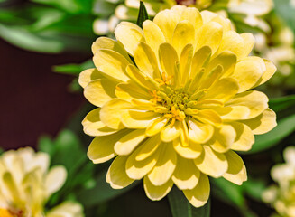 ヒャクニチソウの花2ー22