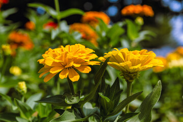 ヒャクニチソウの花2ー4