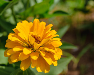 ヒャクニチソウの花2ー3