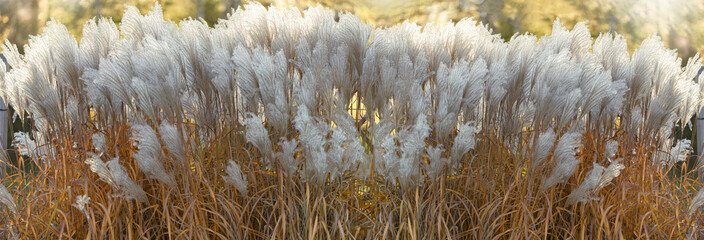 Blooming Miscanthus Ballerina. Autumn, October in the garden. Autumn banner, background