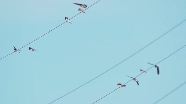 Swallows sitting on a wire. Flock of  of birds on sky background. Migration birds. Slow Motion.