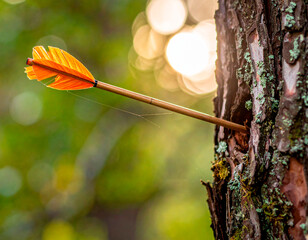 Arrow stuck in a tree, close up of wooden trunk with arrow