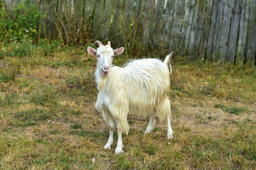 White goat grazing in the green grass. Summer in the village. Farm animals, farming.Organic meat.  Organic milk.