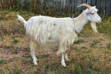 Obraz premium White goat grazing in the green grass. Summer in the village. Farm animals, farming.Organic meat. Organic milk.